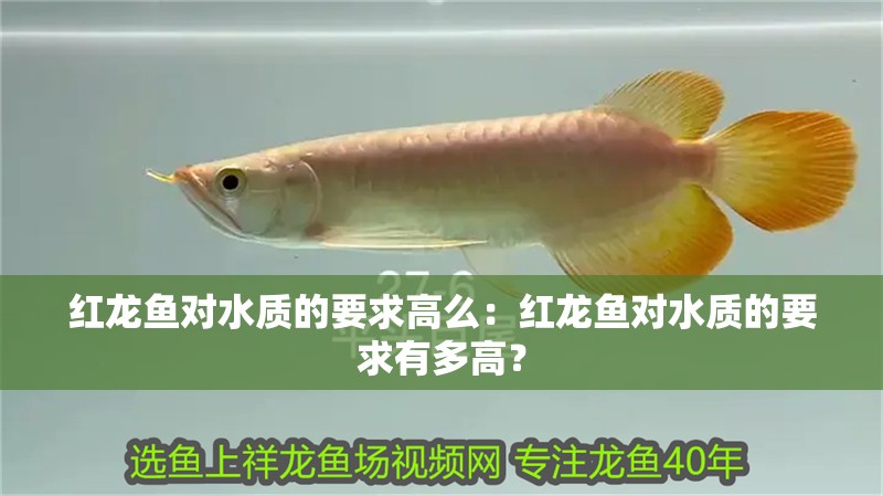 紅龍魚對水質的要求高么：紅龍魚對水質的要求有多高？