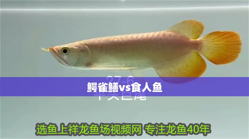 鱷雀鱔vs食人魚