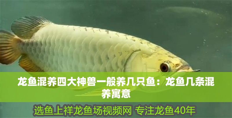 龍魚(yú)混養(yǎng)四大神獸一般養(yǎng)幾只魚(yú)：龍魚(yú)幾條混養(yǎng)寓意