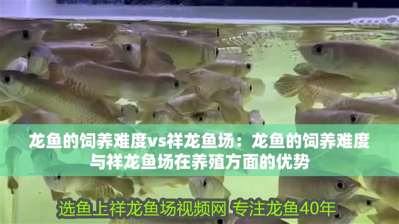 龍魚的飼養難度vs祥龍魚場：龍魚的飼養難度與祥龍魚場在養殖方面的優勢