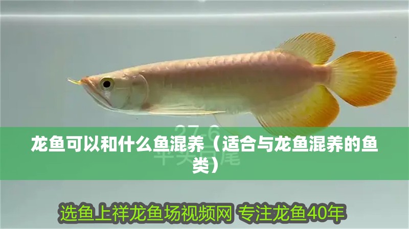 龍魚(yú)可以和什么魚(yú)混養(yǎng)（適合與龍魚(yú)混養(yǎng)的魚(yú)類）
