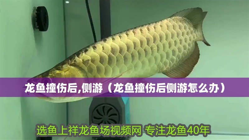 龍魚撞傷后,側(cè)游（龍魚撞傷后側(cè)游怎么辦）