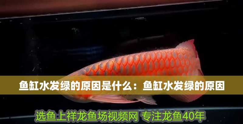 魚缸水發綠的原因是什么：魚缸水發綠的原因