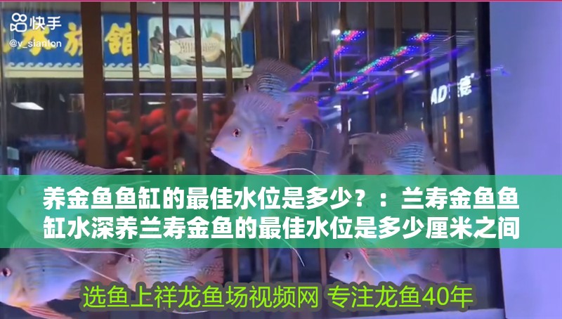 養金魚魚缸的最佳水位是多少？：蘭壽金魚魚缸水深養蘭壽金魚的最佳水位是多少厘米之間 養金魚魚缸的最佳水位是多少？：蘭壽金魚魚缸水深養蘭壽金魚的最佳水位是多少厘米之間 魚缸百科