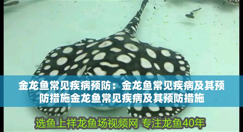 金龍魚常見疾病預防：金龍魚常見疾病及其預防措施金龍魚常見疾病及其預防措施