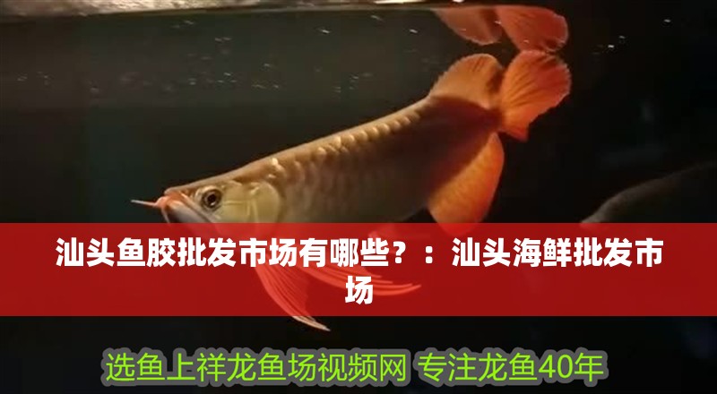 汕頭魚膠批發(fā)市場有哪些？：汕頭海鮮批發(fā)市場