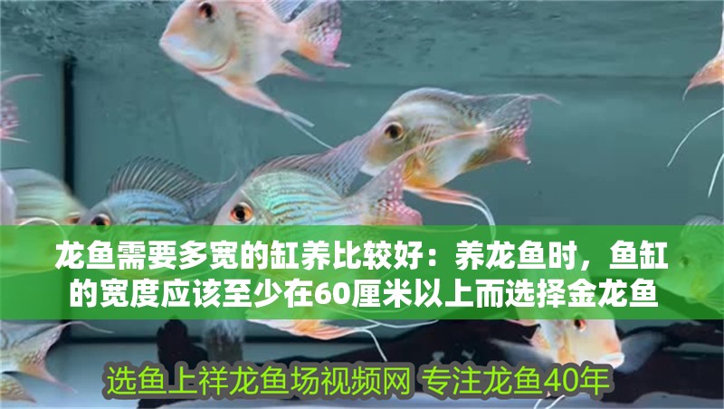 龍魚需要多寬的缸養(yǎng)比較好：養(yǎng)龍魚時，魚缸的寬度應(yīng)該至少在60厘米以上而選擇金龍魚 龍魚需要多寬的缸養(yǎng)比較好：養(yǎng)龍魚時，魚缸的寬度應(yīng)該至少在60厘米以上而選擇金龍魚 龍魚百科