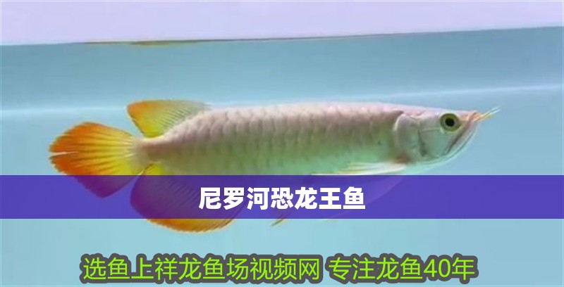 尼羅河恐龍王魚