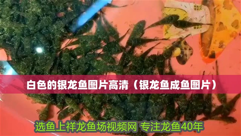 白色的銀龍魚圖片高清（銀龍魚成魚圖片）