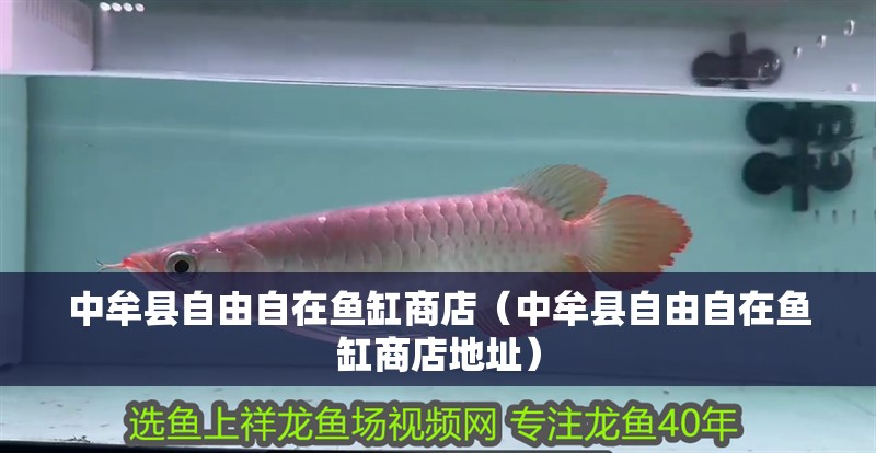 中牟縣自由自在魚缸商店（中牟縣自由自在魚缸商店地址）