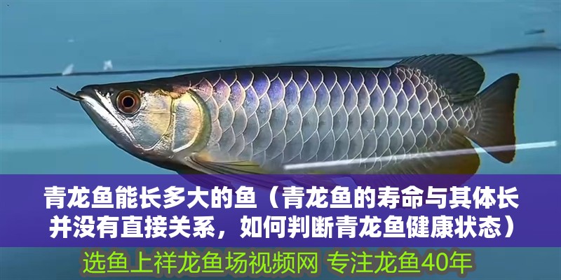 青龍魚能長多大的魚（青龍魚的壽命與其體長并沒有直接關系，如何判斷青龍魚健康狀態）