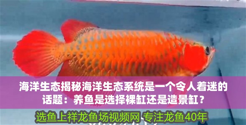 鸚鵡魚和銀龍魚混養怎樣喂食 海洋生態揭秘海洋生態系統是一個令人著迷的話題:養魚是選擇裸缸還是造景缸? 魚缸百科 海洋生態揭秘海洋生態系統是一個令人著迷的話題:養魚是選擇裸缸還是造景缸? 海洋生態揭秘海洋生態系統是一個令人著迷的話題:養魚是選擇裸缸還是造景缸? 魚缸百科