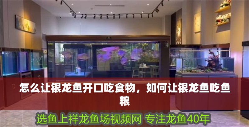 怎么讓銀龍魚開口吃食物，如何讓銀龍魚吃魚糧 怎么讓銀龍魚開口吃食物，如何讓銀龍魚吃魚糧 銀龍魚百科
