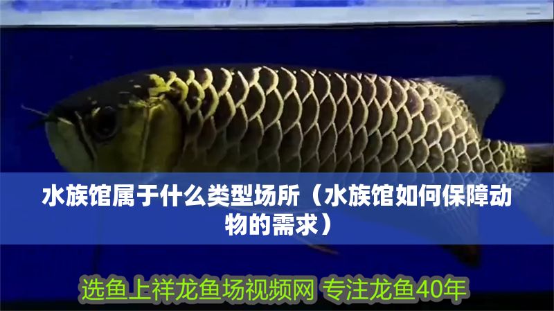 水族館屬于什么類型場所（水族館如何保障動物的需求）