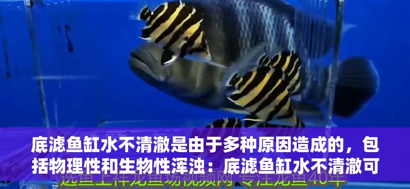 底濾魚缸水不清澈是由于多種原因造成的，包括物理性和生物性渾濁：底濾魚缸水不清澈可能是由于多種原因造成的，包括物理性和生物性渾濁