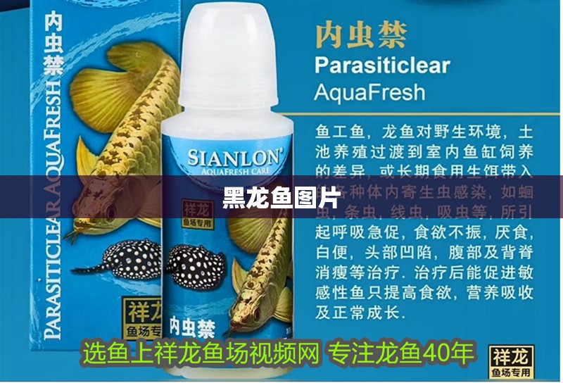 黑龍魚圖片