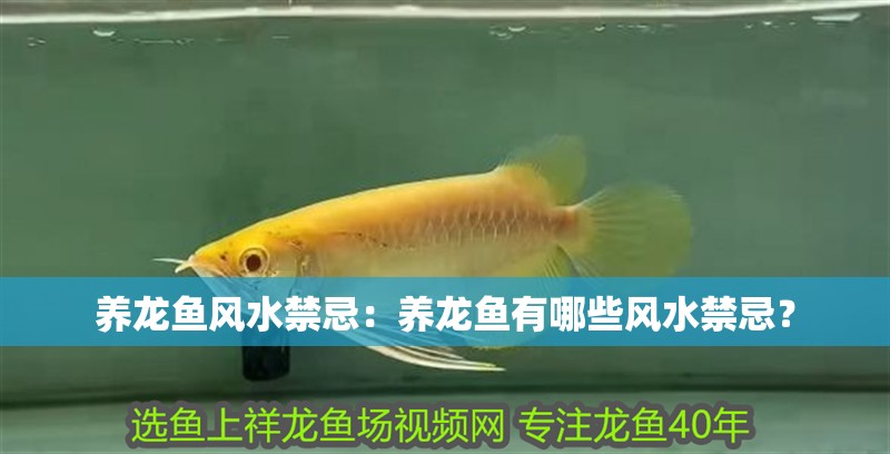 給大魚缸換水的作文:體驗給大魚缸換水的樂趣:體驗給大魚缸換水:給大魚缸換水的作文 養龍魚風水禁忌:養龍魚有哪些風水禁忌? 龍魚百科 養龍魚風水禁忌:養龍魚有哪些風水禁忌? 養龍魚風水禁忌:養龍魚有哪些風水禁忌? 龍魚百科