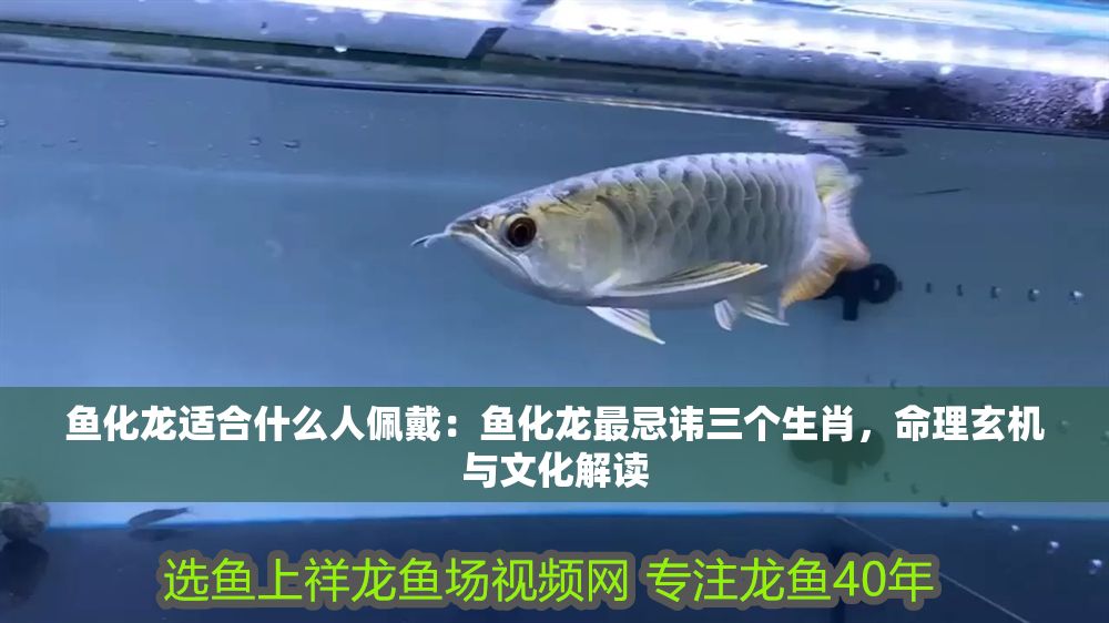 詳細閱讀:魚化龍適合什么人佩戴:魚化龍最忌諱三個生肖,命理玄機與文化解讀 魚化龍適合什么人佩戴:魚化龍最忌諱三個生肖,命理玄機與文化解讀