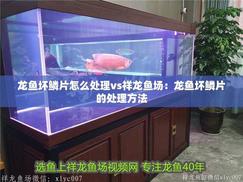 龍魚壞鱗片怎么處理vs祥龍魚場：龍魚壞鱗片的處理方法 龍魚壞鱗片怎么處理vs祥龍魚場：龍魚壞鱗片的處理方法 vs祥龍魚場 第2張