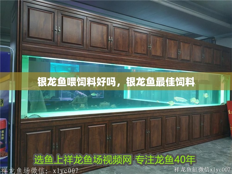 銀龍魚喂飼料好嗎，銀龍魚最佳飼料 銀龍魚喂飼料好嗎，銀龍魚最佳飼料 銀龍魚百科