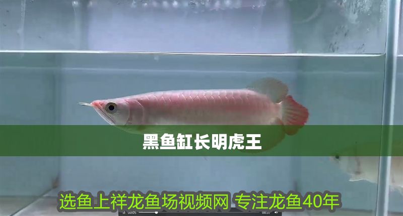 黑魚缸長明虎王 黑魚缸長明虎王 黃金貓魚百科 第2張