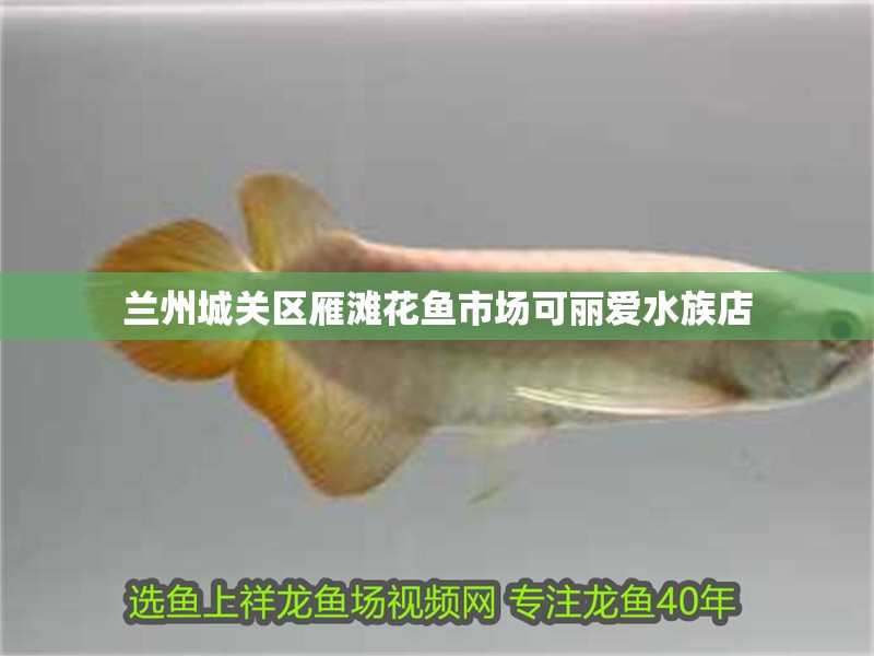 蘭州城關區雁灘花魚市場可麗愛水族店