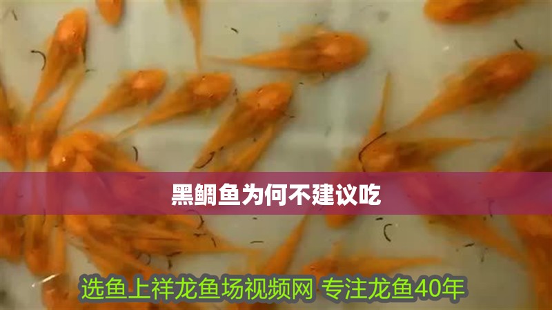 黑鯛魚為何不建議吃