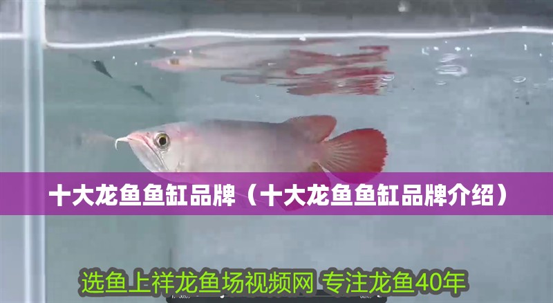 十大龍魚魚缸品牌（十大龍魚魚缸品牌介紹）