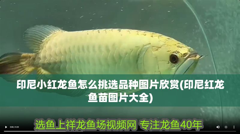 印尼小紅龍魚怎么挑選品種圖片欣賞(印尼紅龍魚苗圖片大全)
