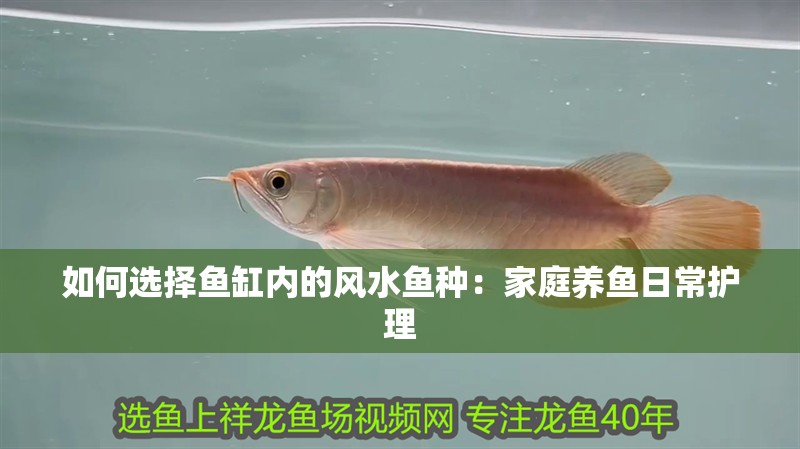 如何選擇魚缸內的風水魚種：家庭養魚日常護理