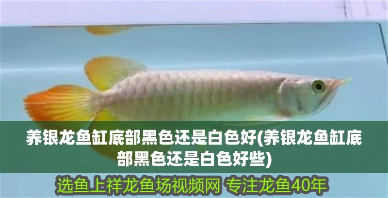 養(yǎng)銀龍魚缸底部黑色還是白色好(養(yǎng)銀龍魚缸底部黑色還是白色好些)