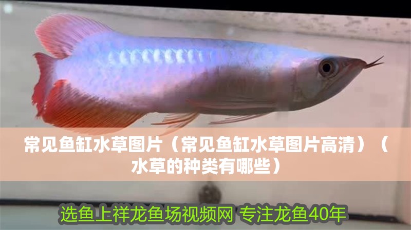 常見魚缸水草圖片（常見魚缸水草圖片高清）（水草的種類有哪些）