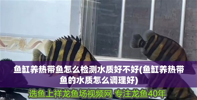 魚缸養熱帶魚怎么檢測水質好不好(魚缸養熱帶魚的水質怎么調理好)