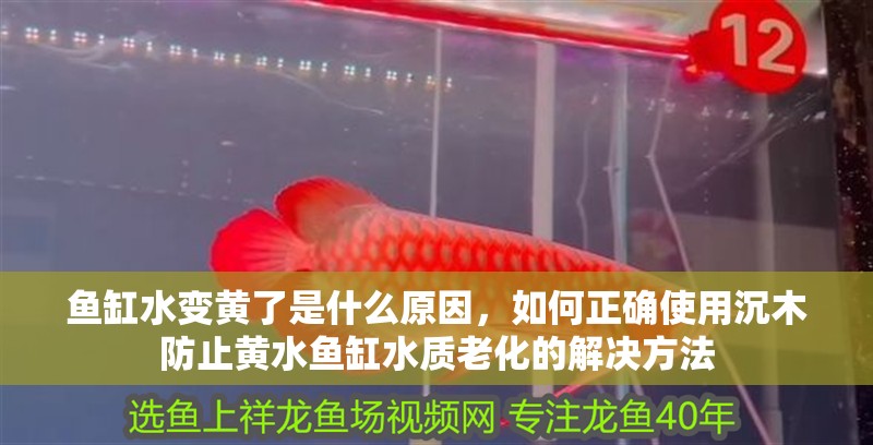 魚缸水變黃了是什么原因，如何正確使用沉木防止黃水魚缸水質老化的解決方法