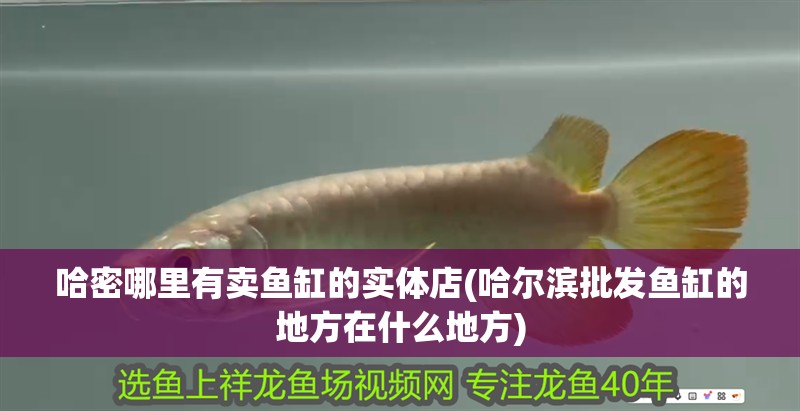 哈密哪里有賣魚缸的實體店(哈爾濱批發魚缸的地方在什么地方)