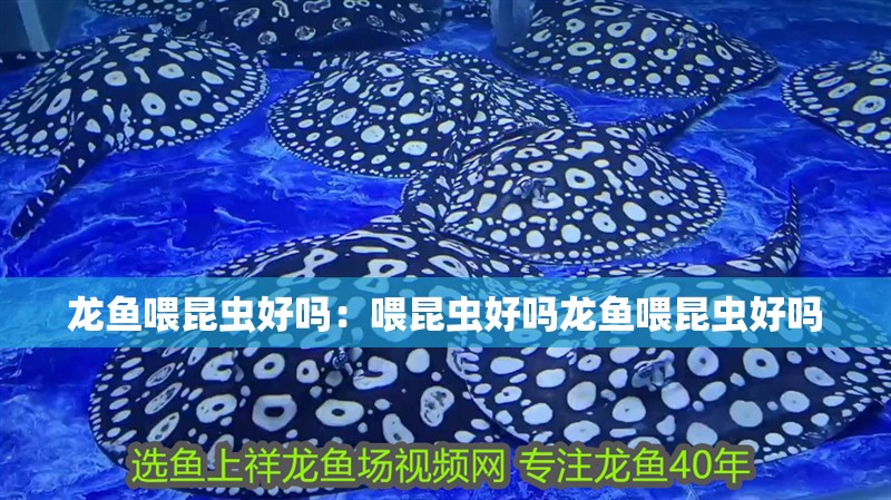 龍魚喂昆蟲好嗎：喂昆蟲好嗎龍魚喂昆蟲好嗎 龍魚喂昆蟲好嗎：喂昆蟲好嗎龍魚喂昆蟲好嗎 龍魚百科