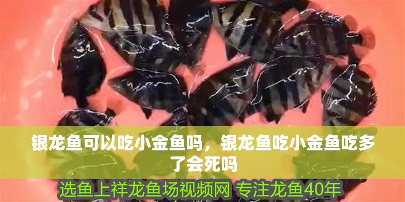 龍魚干蝦有營養(yǎng)嗎 銀龍魚可以吃小金魚嗎,銀龍魚吃小金魚吃多了會死嗎 銀龍魚百科 銀龍魚可以吃小金魚嗎,銀龍魚吃小金魚吃多了會死嗎 銀龍魚可以吃小金魚嗎,銀龍魚吃小金魚吃多了會死嗎 銀龍魚百科