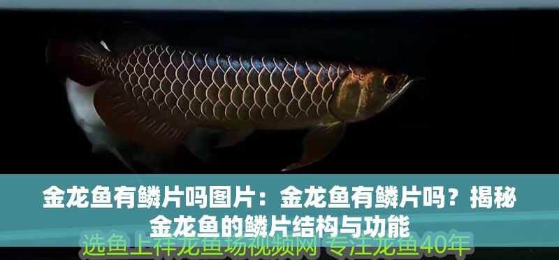 金龍魚有鱗片嗎圖片：金龍魚有鱗片嗎？揭秘金龍魚的鱗片結構與功能