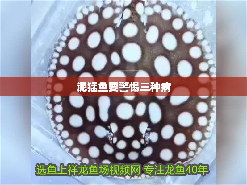 泥猛魚要警惕三種病 泥猛魚要警惕三種病 龍魚論壇