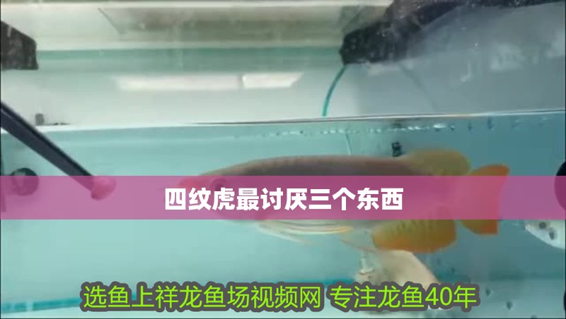 四紋虎最討厭三個(gè)東西