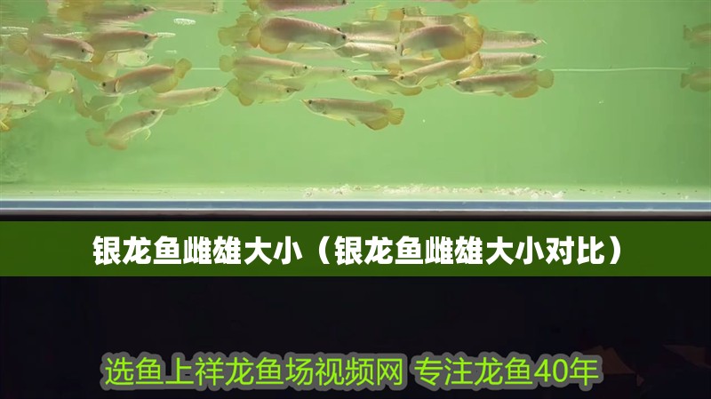 銀龍魚雌雄大小（銀龍魚雌雄大小對比）