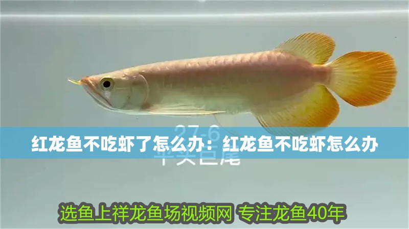 紅龍魚不吃蝦了怎么辦：紅龍魚不吃蝦怎么辦