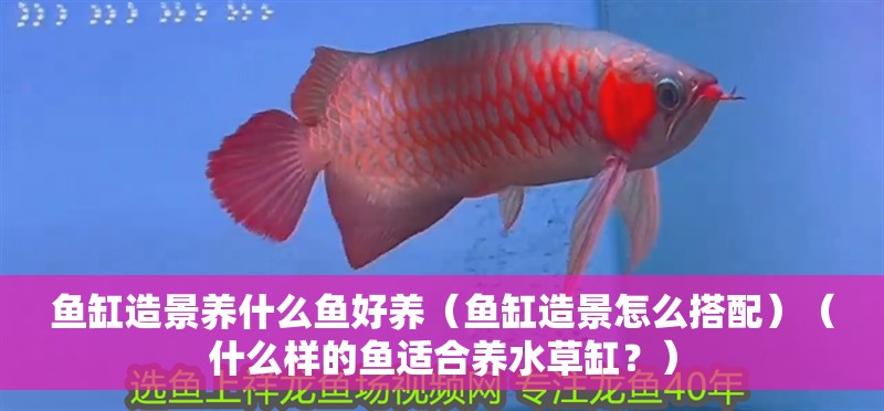 魚缸造景養什么魚好養（魚缸造景怎么搭配）（什么樣的魚適合養水草缸？） 魚缸造景養什么魚好養（魚缸造景怎么搭配）（什么樣的魚適合養水草缸？） 魚缸百科