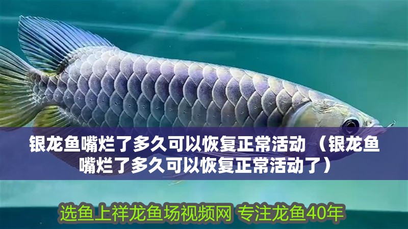 銀龍魚嘴爛了多久可以恢復正常活動 （銀龍魚嘴爛了多久可以恢復正常活動了）