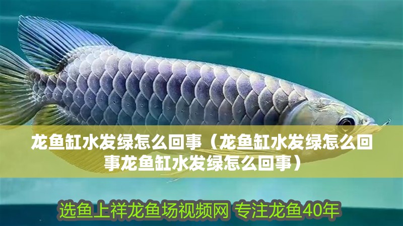 龍魚缸水發(fā)綠怎么回事（龍魚缸水發(fā)綠怎么回事龍魚缸水發(fā)綠怎么回事）