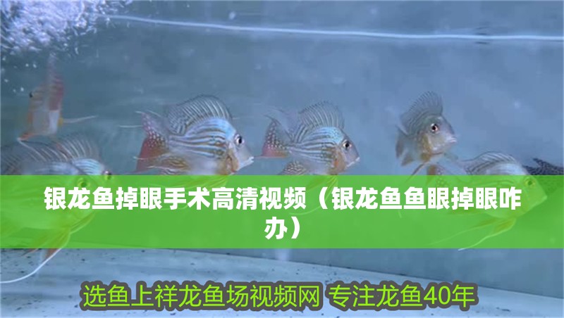 銀龍魚掉眼手術高清視頻（銀龍魚魚眼掉眼咋辦）