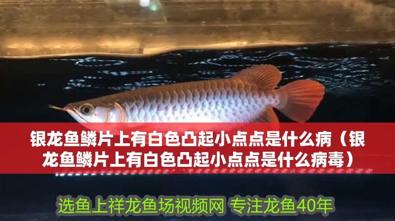 銀龍魚鱗片上有白色凸起小點點是什么病（銀龍魚鱗片上有白色凸起小點點是什么病毒）