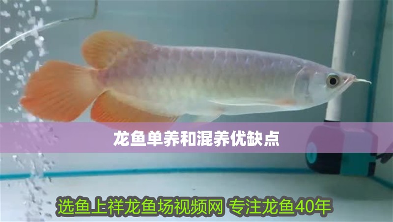 龍魚單養和混養優缺點
