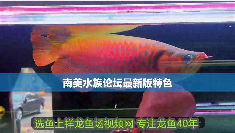 南美水族論壇最新版特色 南美水族論壇最新版特色 龍魚論壇
