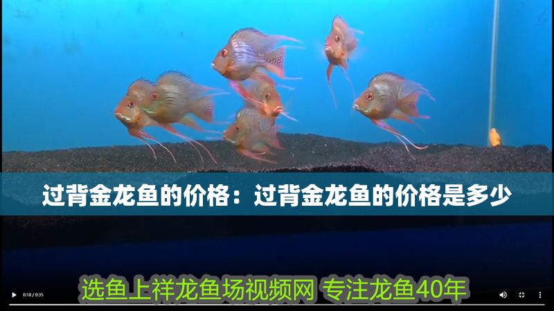 過背金龍魚的價格：過背金龍魚的價格是多少